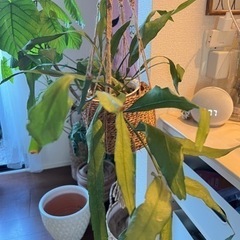  観葉植物 レピスミウム ホーレティアナム 4号鉢 