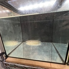 ライギョの画像