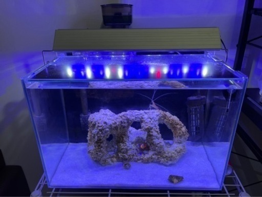 海水魚水槽
