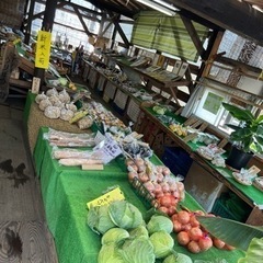 メダカ販売 - その他