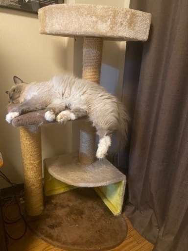 キャットタワー