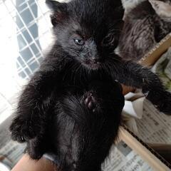野良ちゃんが産んだ子③