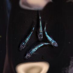 めだか屋　艶麗「エンレイ」　白ブチサファイアの画像