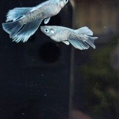 めだか屋　艶麗　白ブチサファイア　1ペアの画像