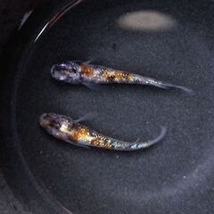 めだか屋　艶麗　白ブチサファイア　1ペアの画像