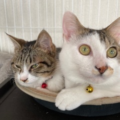 兄弟猫ちゃん里親募集₍ᵔ·͈༝·͈ᵔ₎
