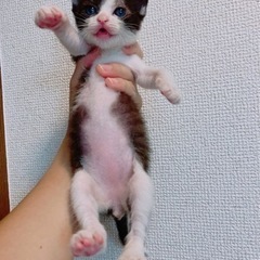 ☆里親さん決定☆ハチワレくん　ちょっとグレーがかり　生後約１ヶ月