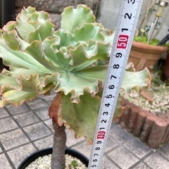 エケベリア　高砂の翁の画像