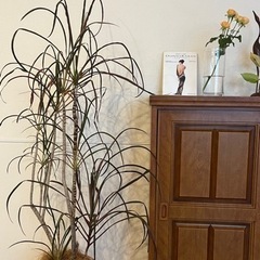 コルジリネ　大型　観葉植物