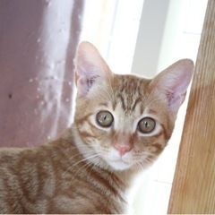 美猫　茶トラ　オス　5ヶ月