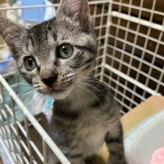 人も猫もだいすきキジの女の子(2カ月)