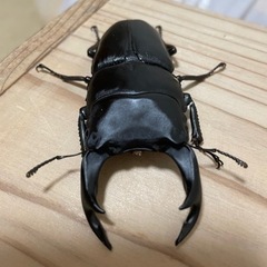能勢SR血統 オオクワガタ オス86mm