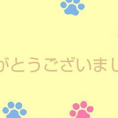 【生後1ヶ月の子猫4匹】里親さん募集！