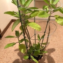 【取引確定】観葉植物　マザーリーフ　鉢植え：中