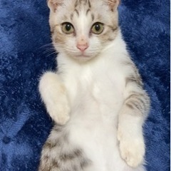 無事里親決まりました！多頭飼育崩壊の家から保護しました！