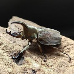 グランディスコフキカブト　グランディスヒナカブト　ペア　その2