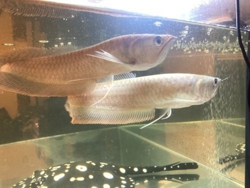 シルバーアロワナ2匹セット