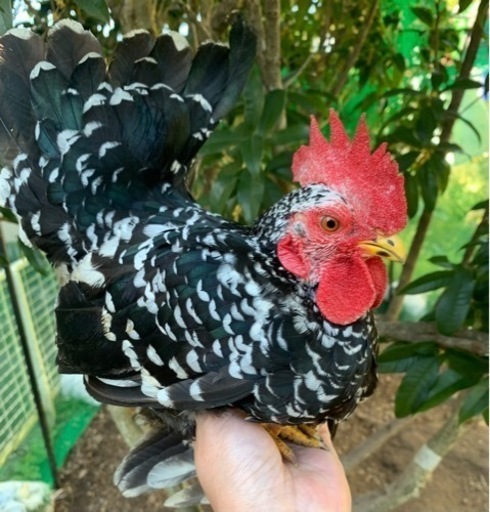 碁石チャボ♂1羽・親鳥は品評会用に飼育しているチャボです