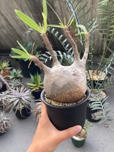 パキポディウム　グラキリス(現地球)発根済