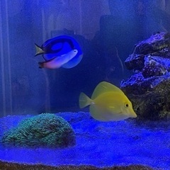 キイロハギ(値下げ)の画像