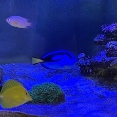 ナンヨウハギ