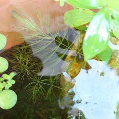 マツモ　水草