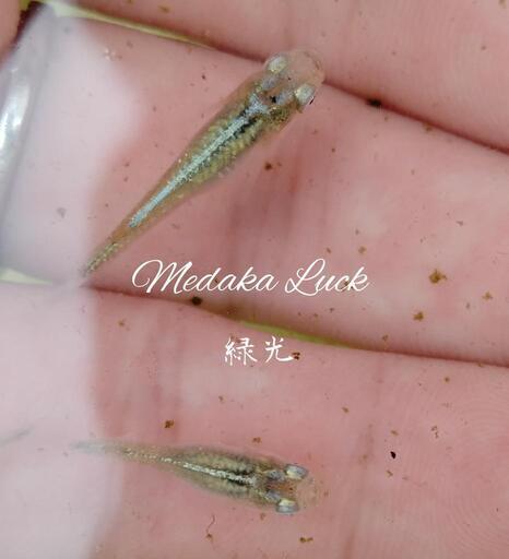 高額めだか総数120匹以上　浮き草ドワーフフロッグピットおまけ