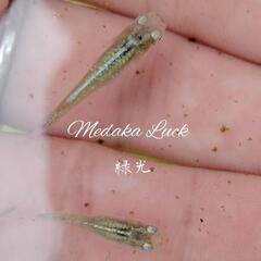 高額めだか総数120匹以上　浮き草ドワーフフロッグピットおまけ