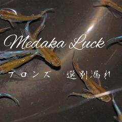 高額めだか総数120匹以上　浮き草ドワーフフロッグピットおまけの画像