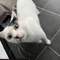 迷い猫ちゃんの新しいご家族様を探しております。
