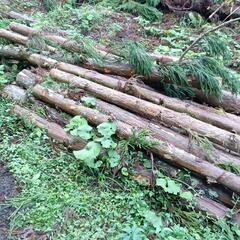 ★間伐材　柱　掘立て　小屋　杉　ひのき　薪の画像