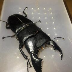 ハーキュリーT血統? スマトラオオヒラタクワガタ 