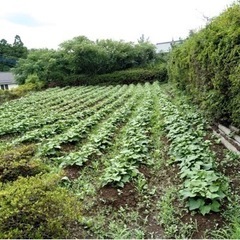 【オーガニック新規就農者さん大募集】認定新規就農者※2(就農時49歳以下) - メンバー募集