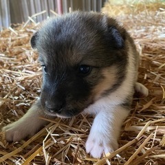 野良犬の子犬5匹 (toshiharu) 門静のその他の里親募集｜ジモティー