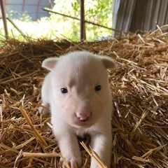 野良犬の子犬5匹 (toshiharu) 門静のその他の里親募集｜ジモティー