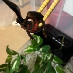 アカハライモリ 飼育セット一式