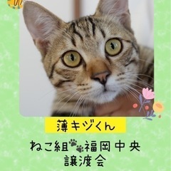 薄キジのとっても綺麗な男の子【譲渡会参加】