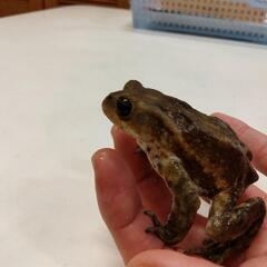 繁殖個体　ミヤコヒキガエル🐸　日本全国発送可能ですの画像
