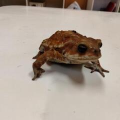 繁殖個体　ミヤコヒキガエル🐸　日本全国発送可能ですの画像