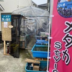 メダカ無人販売　１０月も休まず出店します！