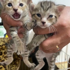 娘家族の家で生まれた仔猫ちゃん