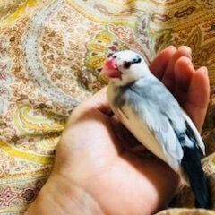 近くで、文鳥やインコなど、小鳥を飼っているお友達が欲しいです。