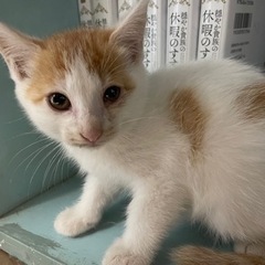子猫　2ヶ月