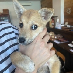 大三島　野良犬の保護活動をしています。 - 犬
