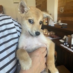 大三島　野良犬の保護活動をしています。 − 愛媛県