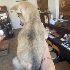 大三島　野良犬の保護活動をしています。 - 今治市