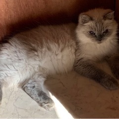 ヒマラヤン