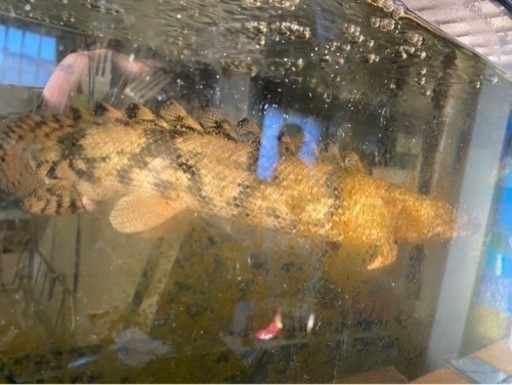 熱帯魚