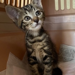 ⑥生後3ヶ月　アメショ柄　女の子