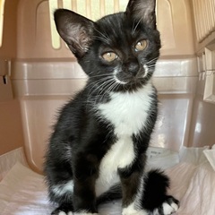 正式譲渡④生後4ヶ月　黒白　男の子